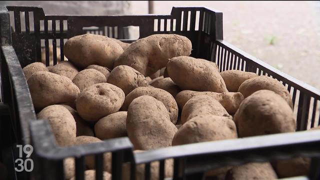 Mauvaise année pour les patates suisses, la récolte est en baisse de 30%.