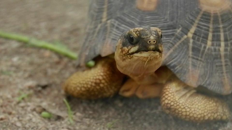 Opération pour rapatrier à Madagascar environ 1000 lémuriens et tortues saisis en Thaïlande