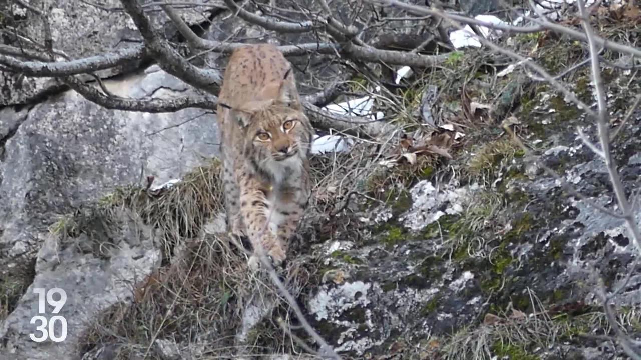 Reportage avec les garde-faune fribourgeois qui viennent de réaliser une vaste opération de recensement du lynx