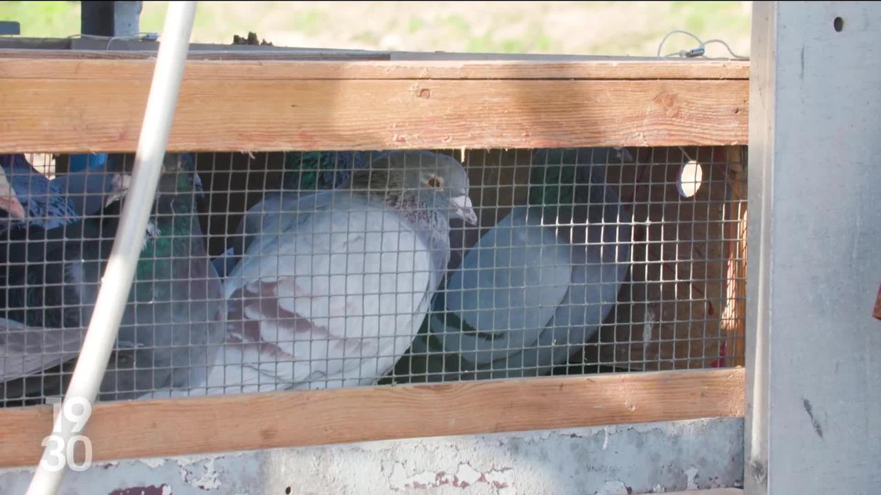 La saison des courses de pigeons a commencé au Royaume-Uni
