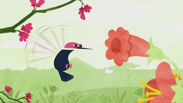 Les 5 infos à savoir sur le colibri 