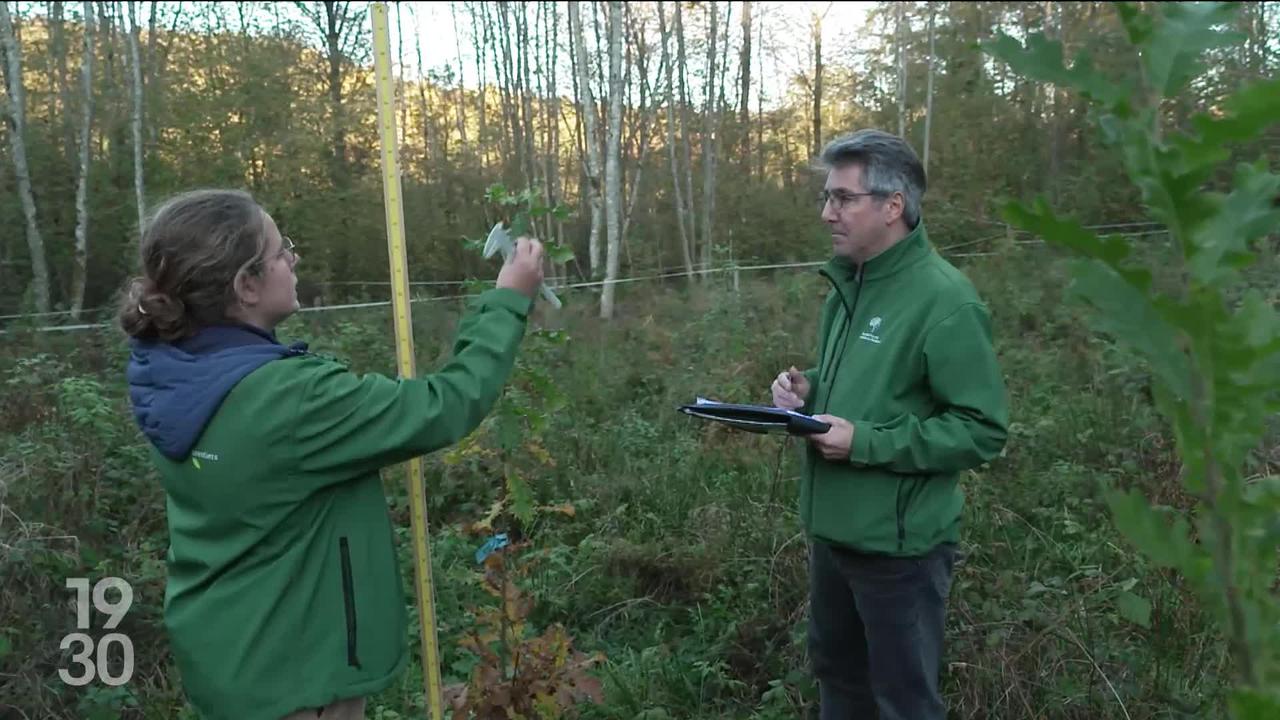 En Belgique, un projet pilote vise l’introduction de nouvelles essences dans les forêts pour résister au changement climatique