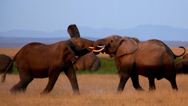 Des éléphants photographiés dans le parc national d'Amboseli, au Kenya, en juin 2006. [KEYSTONE - STEPHEN MORRISON]