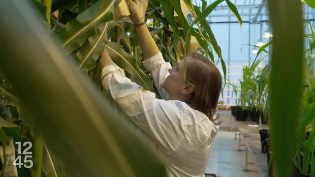 OGM: une nouvelle réglementation européenne permet un nouveau type de modifications génétiques