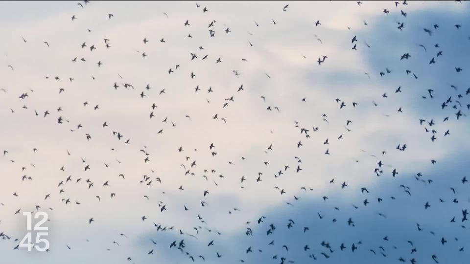 Plusieurs milliers d'étourneaux traversent le ciel Suisse durant leur vol migratoire