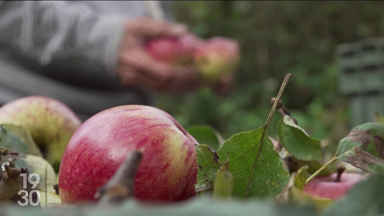 Une coopérative neuchâteloise propose aux particuliers de faire presser leurs pommes pour récupérer leurs jus