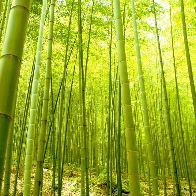 Dis, Pourquoi le bambou [Depositphotos - SimonXT2]