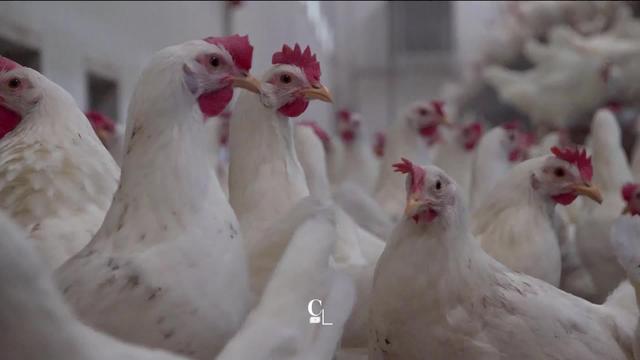 La lumière joue un rôle important dans la production des œufs. Plongée dans l’un des plus grands poulaillers de Suisse romande