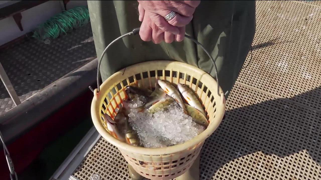 Nos poissons disparaissent avec le réchauffement des lacs