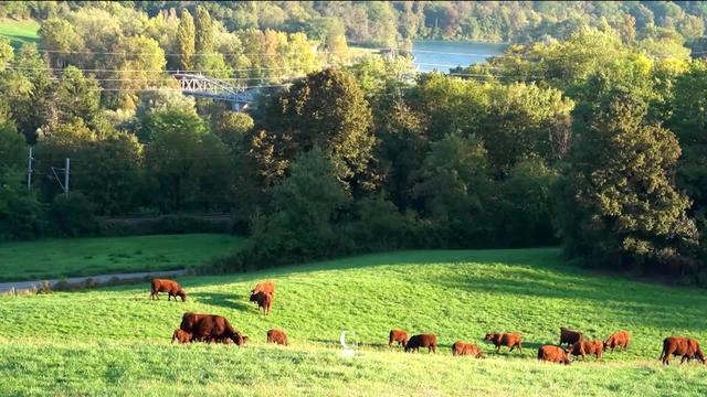 A Genève, de nombreux producteurs de viande locale pratique la vente directe à la ferme