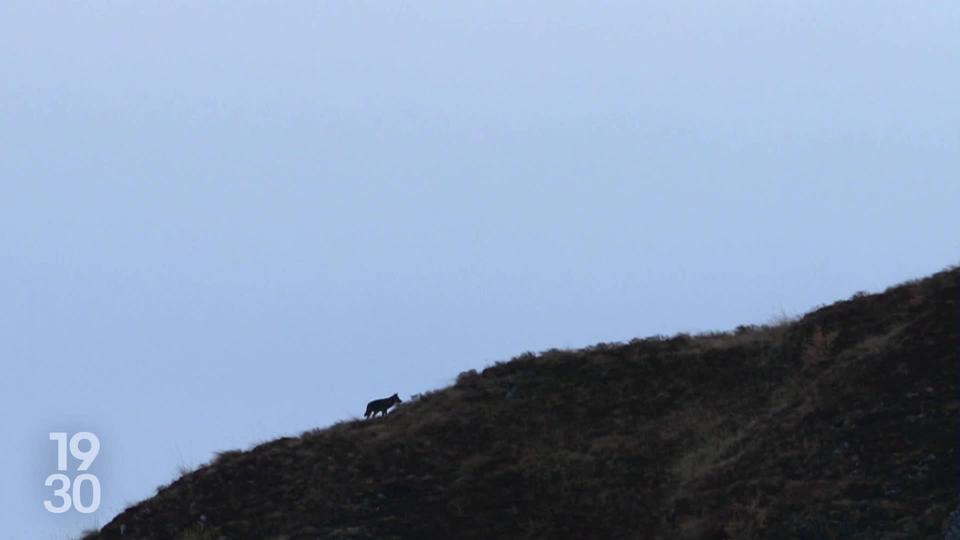 En Valais, 27 loups abattus dans le cadre des tirs préventifs autorisés par le Confédération; 20 dans les Grisons depuis août