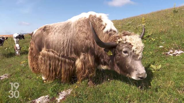 Dans le Val-de-Ruz (NE), les vaches du Mont Racine partagent désormais leur pré avec un troupeau de yacks de l’Himalaya