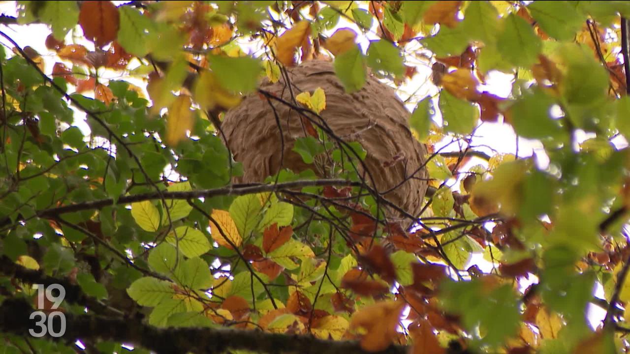 Les frelons asiatiques sont en nette augmentation en Suisse romande et menacent les abeilles