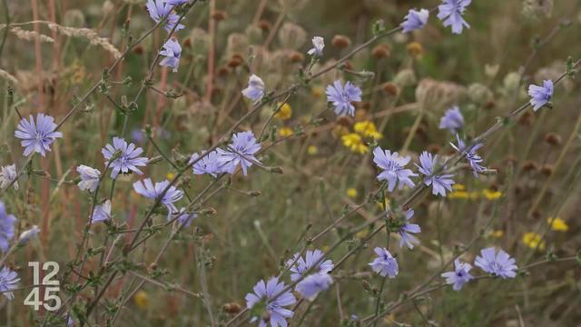 D’après un sondage SSR-GFS, l’initiative sur la biodiversité et la réforme de la LPP devraient être refusés le 22 septembre