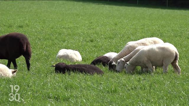 Des éleveurs de St-Barthélémy (VD) déposent des cadavres de moutons devant le gouvernement vaudois et revendiquent plus de fermeté face aux attaques du loup