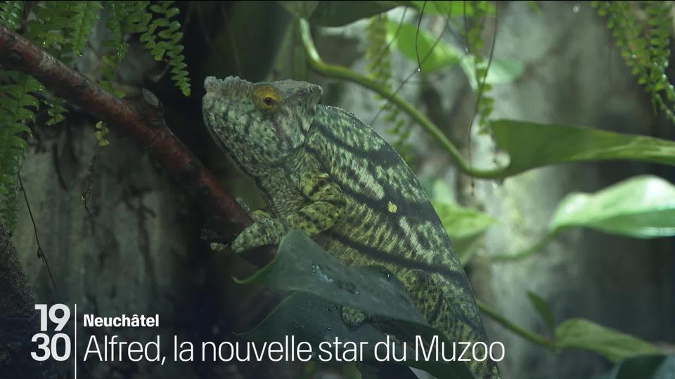 Au Muzoo à La Chaux-de-Fonds (NE), les visiteurs peuvent admirer Alfred, qui appartient à la race la plus grande de caméléon du monde