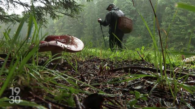 La cueillette des champignons pourrait être faste cet automne. Observation sur le terrain avec un passionné