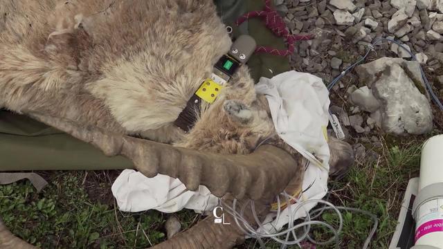 Plus d'une centaine de bouquetins munis de colliers GPS pour une étude scientifique. Une opération d'envergure en Valais