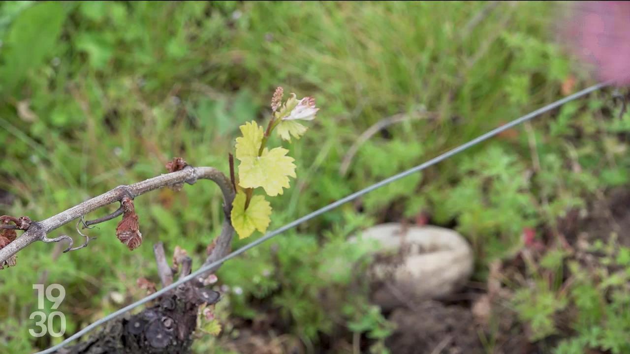 Le gel qui a surpris les viticulteurs voilà 2 semaines a fait de gros dégâts à Genève