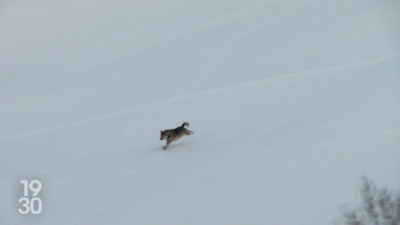 Le Valais veut éliminer 4 nouvelles meutes de loups sur son territoire