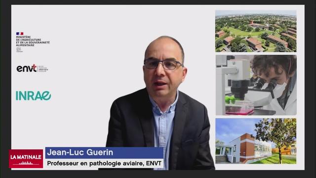 Quels sont les risques de la propagation mondiale de la grippe aviaire pour l'humain? Interview de Jean-Luc Guérin (vidéo)