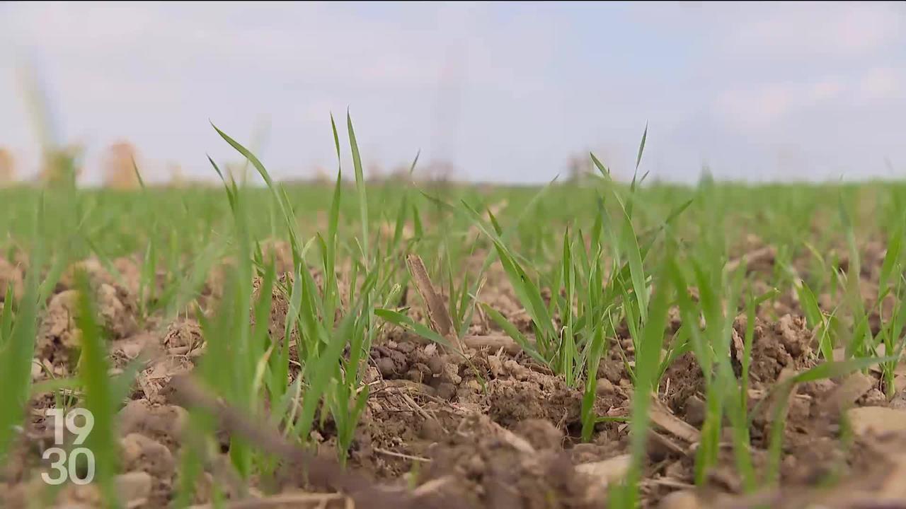 Après un été pluvieux, les récoltes de céréales ont chuté de 33%