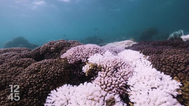 L'EPFL veut surveiller et cartographier les récifs coralliens pour mieux les protéger