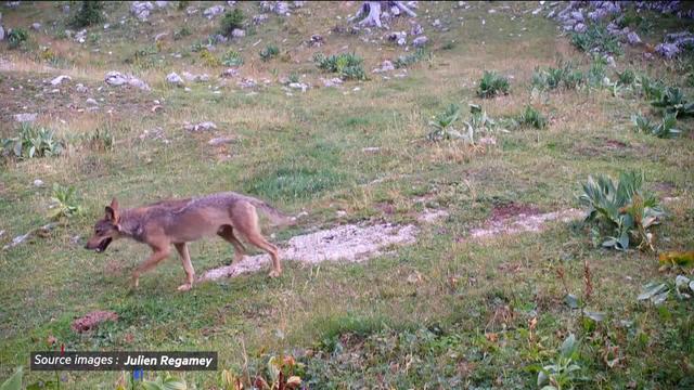 Les loups du Mont Tendre