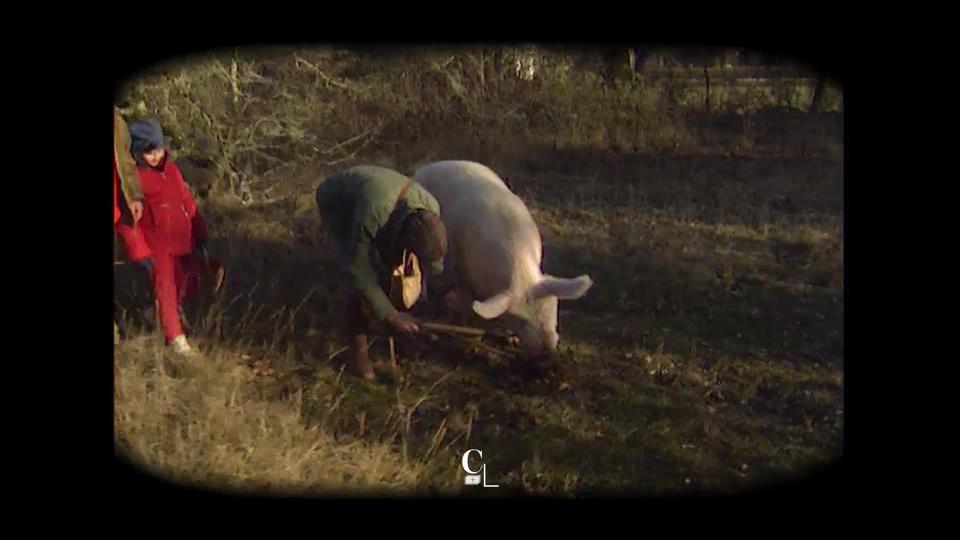 Les chiens truffiers, de fins limiers pour faire sortir de terre des champignons d'exception