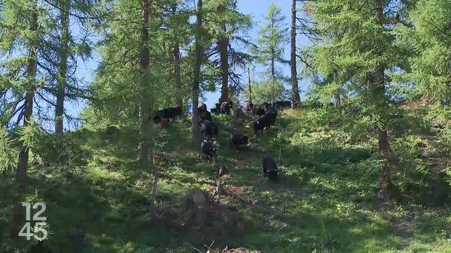 Le Valais dresse un bilan positif des paiements directs qui profitent à la biodiversité des alpages