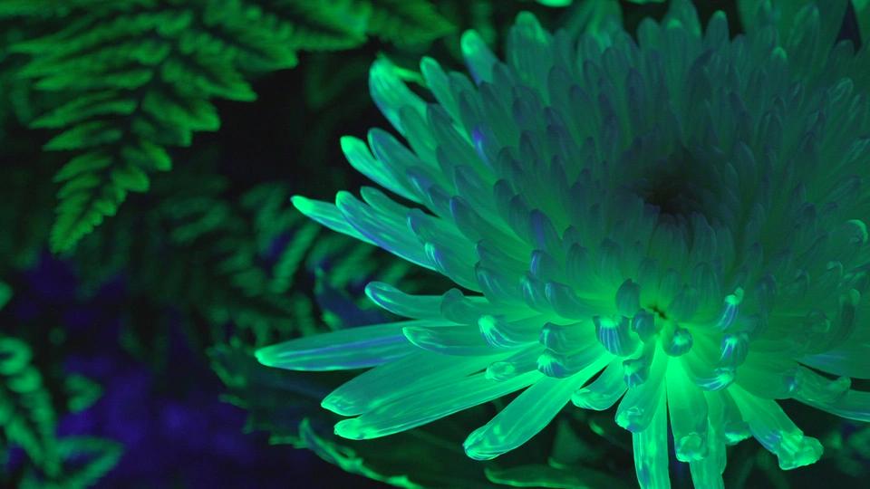 A Saint-Prex, les fleurs luminescentes du 1er Août