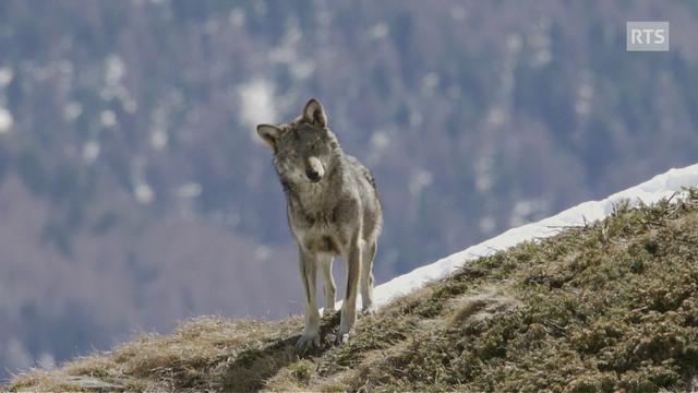 La chasse au loup est ouverte