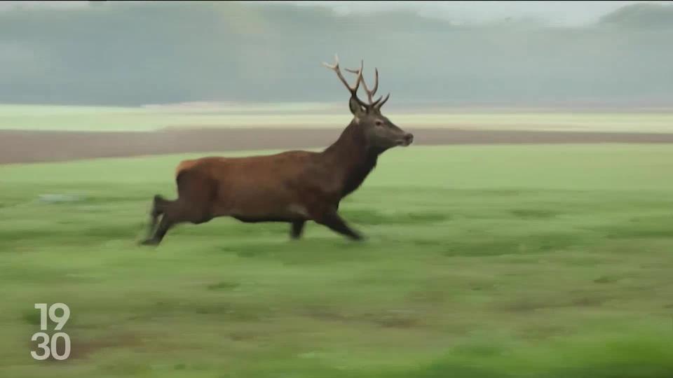 L’abattage de 40 cerfs fait débat dans le canton de Genève