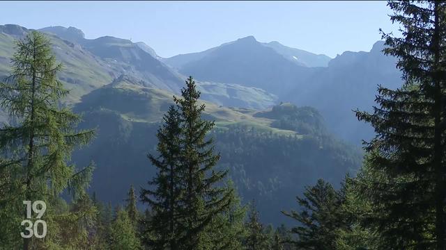 Les forêts suisses souffrent du réchauffement climatique. Des tests sont réalisés pour trouver des essences plus résistantes