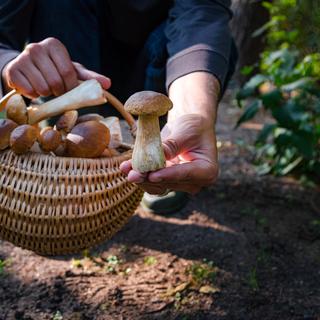 Collecte de champignons. [Depositphotos - JaCrispy]