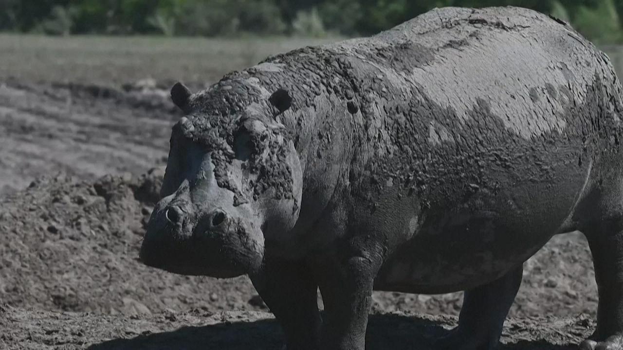 Au Botswana, des hippopotames piégés par la sécheresse