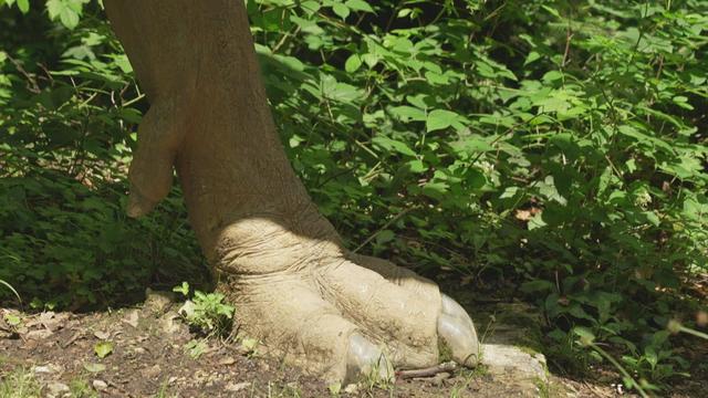 Carte postale de Suisse – Sur les traces des dinosaures dans le canton du Jura