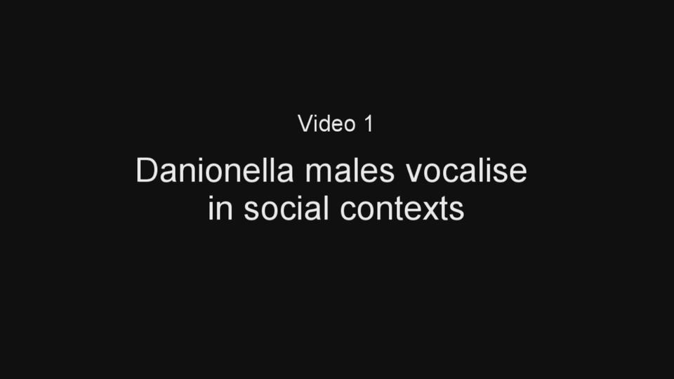 Danionella males vocalize in social contexts