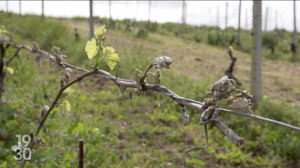 Notre document du week-end revient sur l'année noire des vignerons genevois. Les récoltes sont catastrophiques en raison d’un épisode de gel en avril