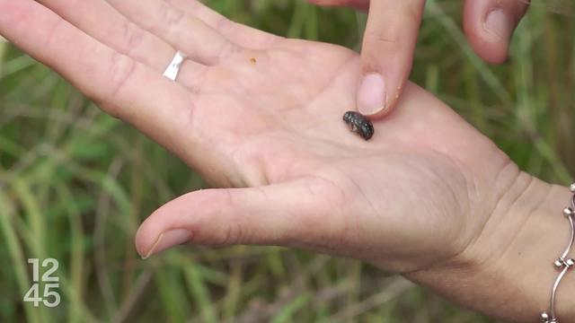 Reportage dans le Jura qui craint l'arrivée du scarabée japonais, un insecte capable de détruire des récoltes entières