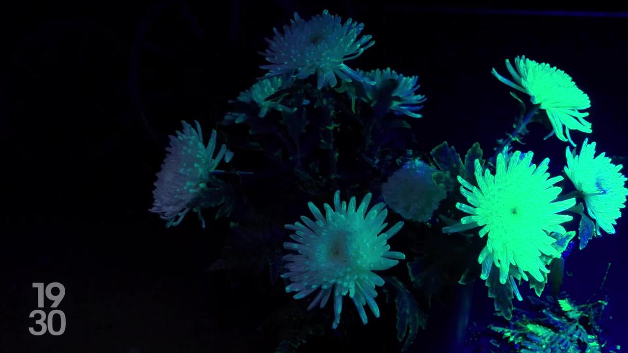 La commune vaudoise de Saint-Prex s'offre un spectacle unique en Suisse, avec des fleurs luminescentes