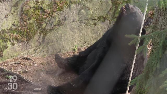 Le zoo alpin des Marécottes en Valais offre la possibilité aux visiteurs de dormir au milieu des animaux