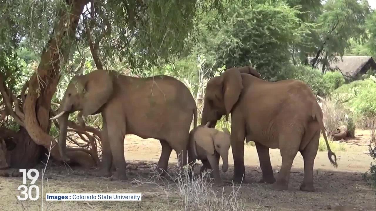 Le langage des éléphants décrypté grâce à l’intelligence artificielle