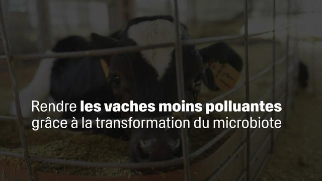 Rendre les vaches moins polluantes grâce à la transformation du microbiote