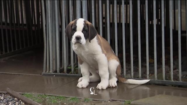 La Fondation Barry du Grand-Saint-Bernard, à Martigny (VS), cherche à préserver la race centenaire des chiens Saint-Bernard