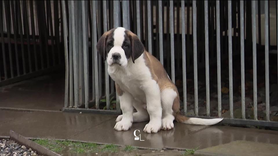 La Fondation Barry du Grand-Saint-Bernard, à Martigny (VS), cherche à préserver la race centenaire des chiens Saint-Bernard