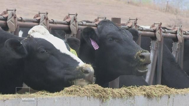 La grippe aviaire infecte désormais les vaches laitières