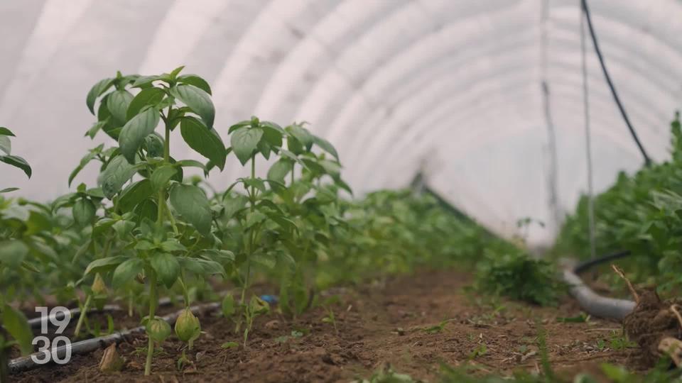 Nouvelles variétés d'OGM : reportage au Canada, qui autorise déjà la culture de certaines plantes issues de l'édition génomique.