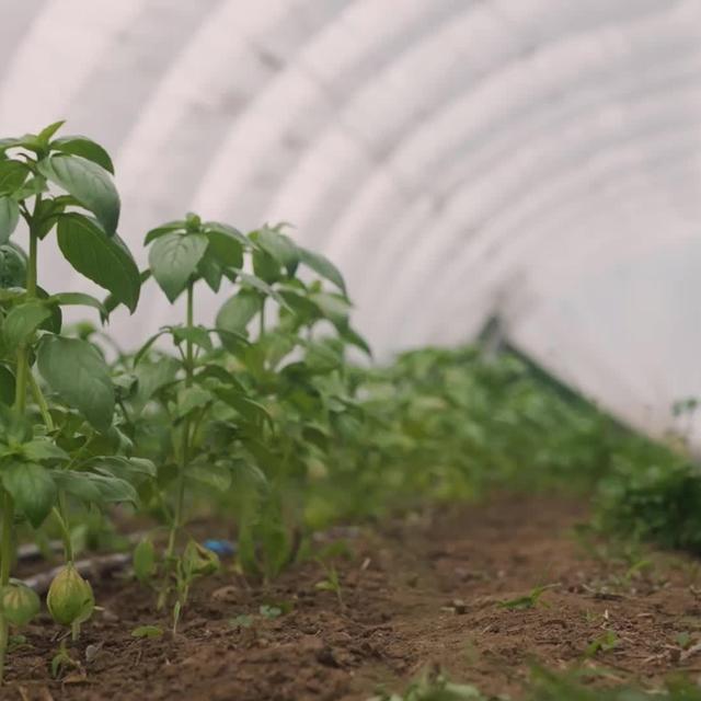 Nouvelles variétés d'OGM : reportage au Canada, qui autorise déjà la culture de certaines plantes issues de l'édition génomique.