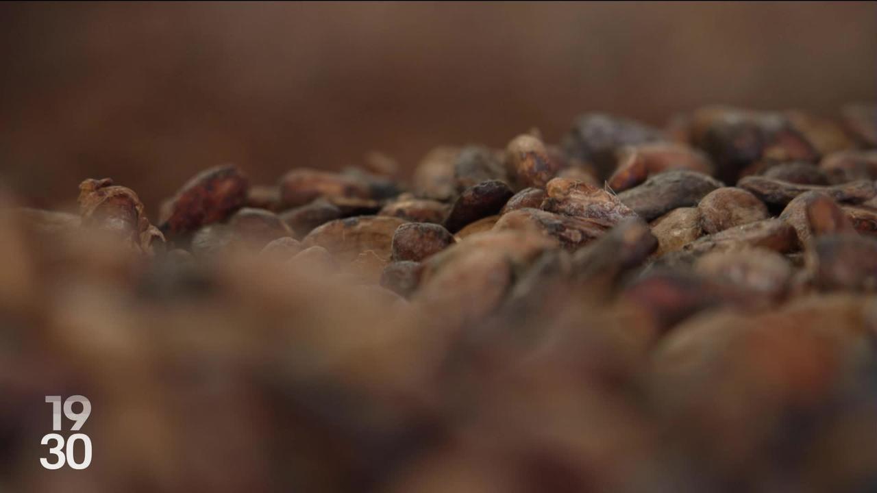 La crise du cacao et l'envolée des cours inquiètent jusqu'en Côte d'Ivoire, premier producteur mondial.